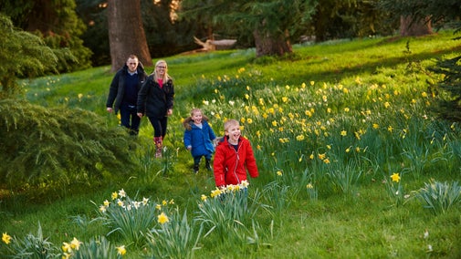 A family with two young children walk up a grassy slope covered with daffodils in the garden at Waddesdon Manor, Buckinghamshire